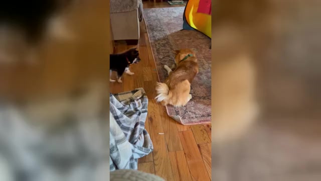 Video preview image #2 Shiba Inu Puppy For Sale in ELIZABETH CITY, NC, USA