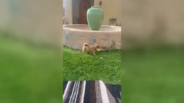 Video preview image #3 Shiba Inu Puppy For Sale in YUCCA VALLEY, CA, USA