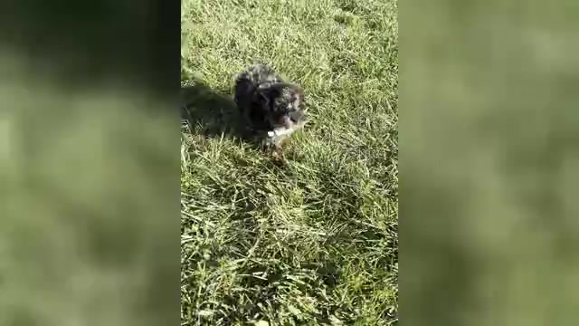 Video preview image #1 Poodle (Toy) Puppy For Sale in WARSAW, IN, USA