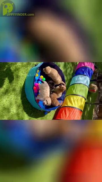 Video preview image #4 Goldendoodle (Miniature) Puppy For Sale in HALTOM CITY, TX, USA