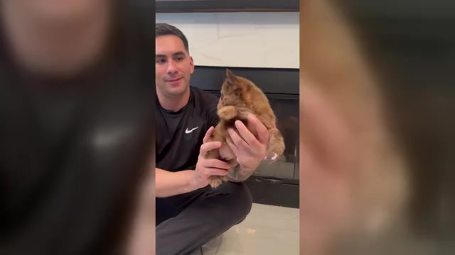 Video preview image #2 French Bulldog Puppy For Sale in SAN DIEGO, CA, USA