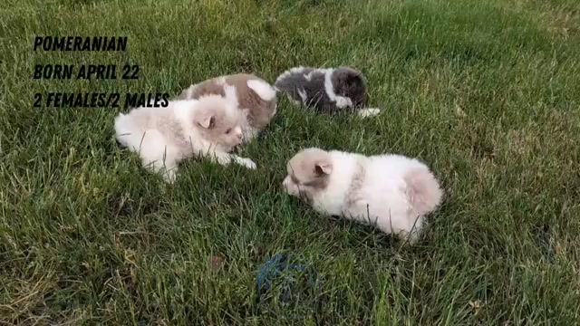 Video preview image #3 Pomeranian Puppy For Sale in GOSHEN, IN, USA