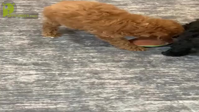 Video preview image #6 Poodle (Toy) Puppy For Sale in WARSAW, IN, USA