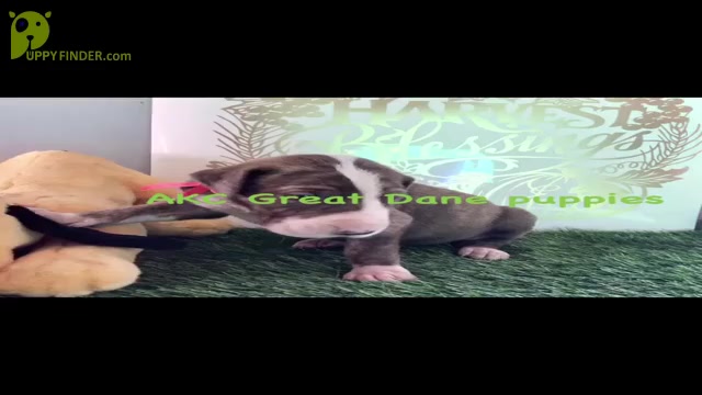 Video preview image #4 Great Dane Puppy For Sale in BANGOR, WI, USA
