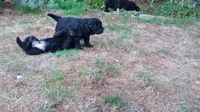 Video preview image #4 Chinese Shar-Pei-Poodle (Standard) Mix Puppy For Sale in PORTLAND, OR, USA