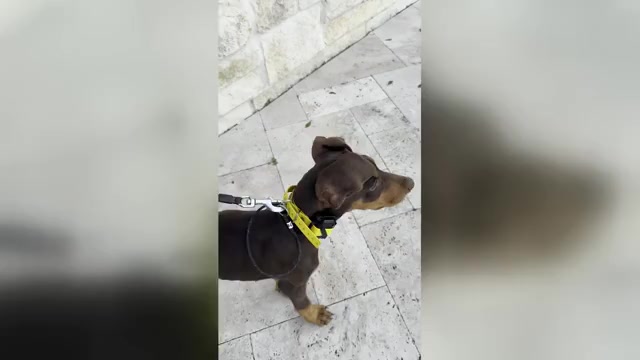 Video preview image #1 Doberman Pinscher Puppy For Sale in SPRING, TX, USA