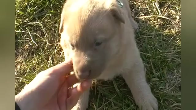 Video preview image #1 German Shepherd Dog Puppy For Sale in PIEDMONT, MO, USA