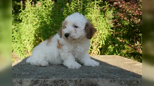 Video preview image #1 Aussie-Poo Puppy For Sale in HOLMESVILLE, OH, USA