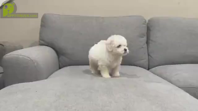 Video preview image #1 Bichon Frise Puppy For Sale in ELDERWOOD, CA, USA