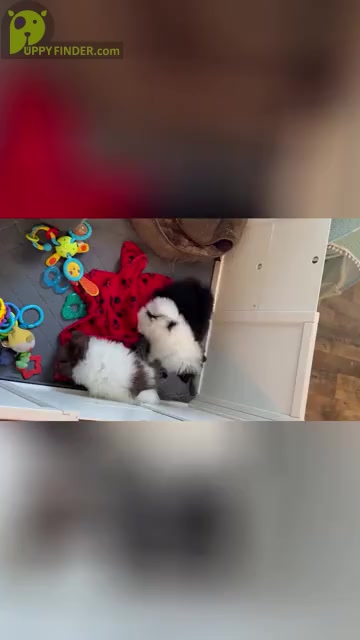 Video preview image #3 Pomeranian Puppy For Sale in MOSS POINT, MS, USA