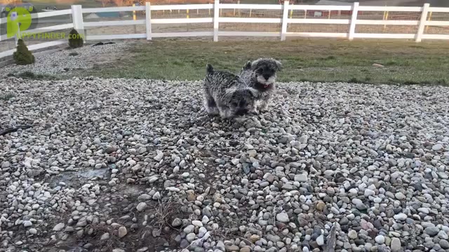 Video preview image #2 Schnauzer (Miniature) Puppy For Sale in LAWRENCE, MI, USA