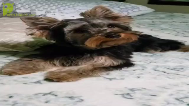 Video preview image #1 Yorkshire Terrier Puppy For Sale in BRIDGEPORT, CT, USA