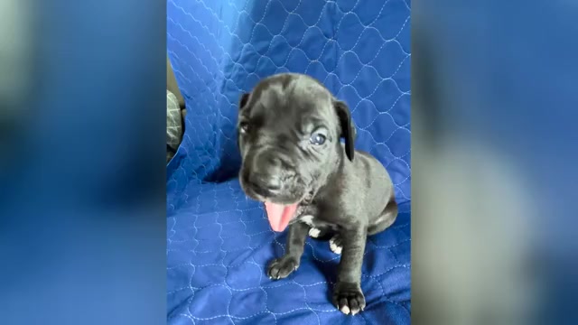 Video preview image #5 Cane Corso-Great Dane Mix Puppy For Sale in BROOKFIELD, MA, USA