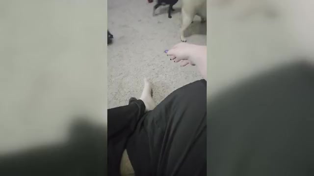 Video preview image #11 Pug Puppy For Sale in HILLSDALE, MI, USA