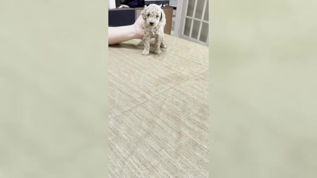 Video preview image #8 Poodle (Miniature) Puppy For Sale in EAST AMHERST, NY, USA