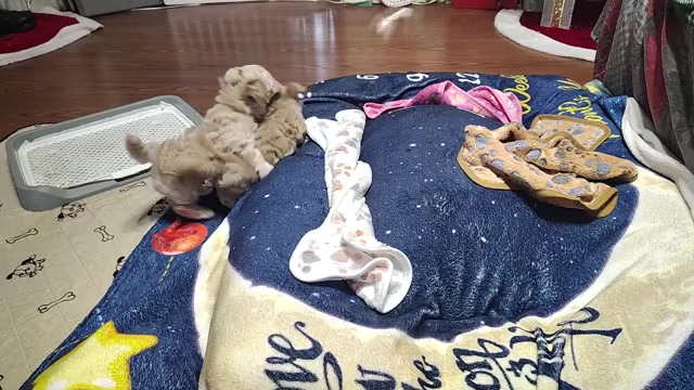 Video preview image #12 Maltipoo (Miniature) Puppy For Sale in SAN ANTONIO, TX, USA