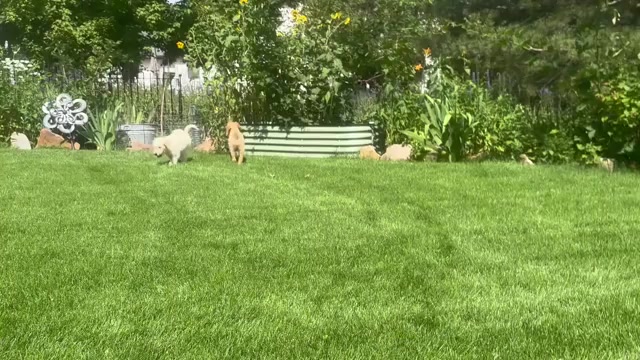 Video preview image #1 Goldendoodle Puppy For Sale in PLATTEVILLE, CO, USA