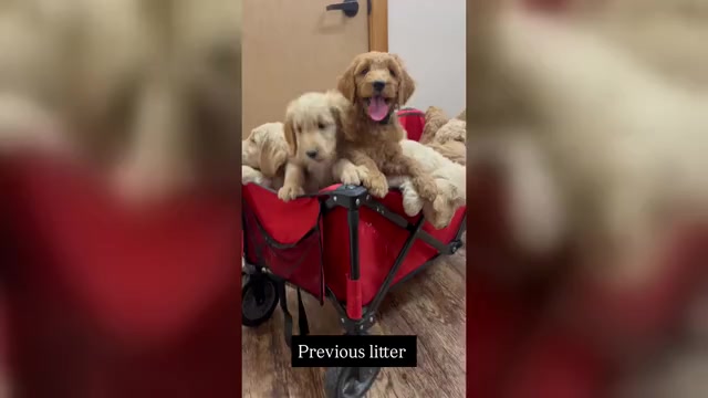 Video preview image #1  Breeder Profile in ENTERPRISE, AL, USA