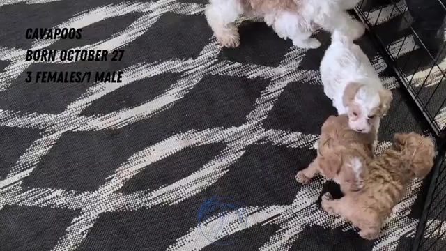Video preview image #2 Cavapoo (Miniature) Puppy For Sale in GOSHEN, IN, USA