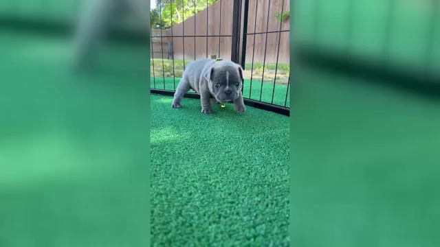 Video preview image #3 French Bulldog Puppy For Sale in ORANGE, TX, USA