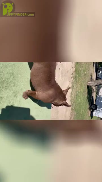 Video preview image #4 American Bully Puppy For Sale in TYLER, TX, USA