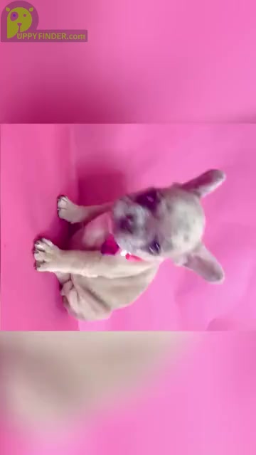 Video preview image #1 French Bulldog Puppy For Sale in PHILADELPHIA, PA, USA
