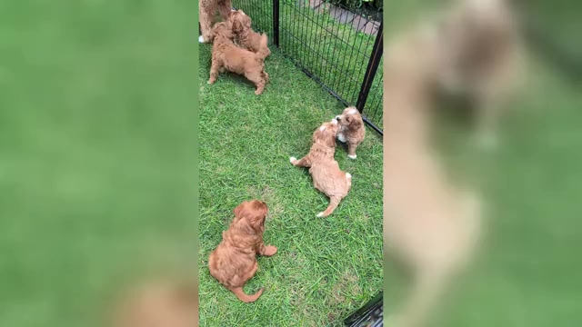 Video preview image #1 Miniature Labradoodle Puppy For Sale in SYCAMORE, IL, USA