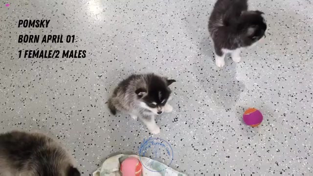 Video preview image #1 Pomsky Puppy For Sale in GOSHEN, IN, USA