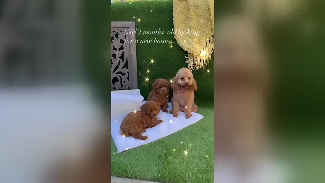 Video preview image #1 Poodle (Toy) Puppy For Sale in CARMICHAEL, CA, USA