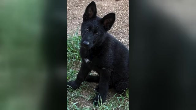 Video preview image #1 German Shepherd Dog Puppy For Sale in NEWVILLE, PA, USA