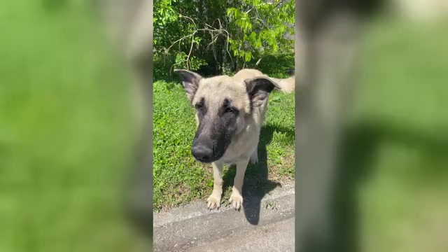 Video preview image #1 German Shepherd Dog Puppy For Sale in GRANITE CITY, IL, USA