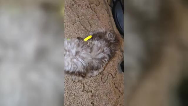Video preview image #2 ShihPoo Puppy For Sale in DYERSBURG, TN, USA