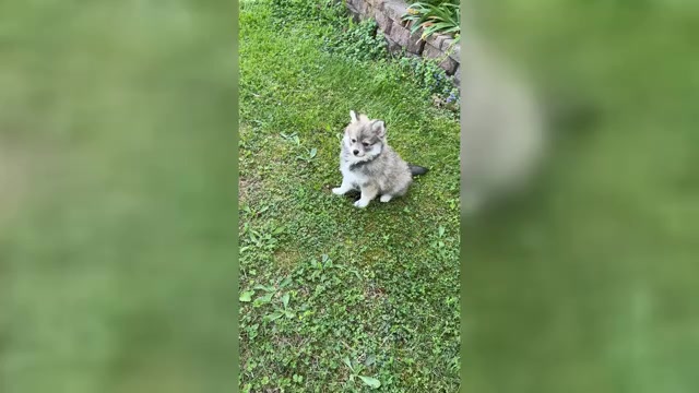 Video preview image #1 Pomsky Puppy For Sale in GREENVILLE, MO, USA