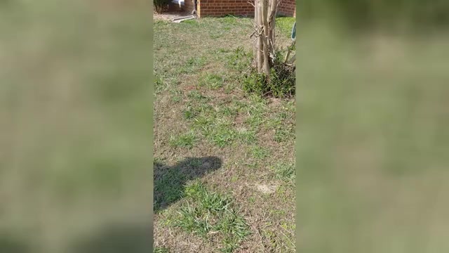 Video preview image #1 German Shepherd Dog Puppy For Sale in DISPUTANTA, VA, USA