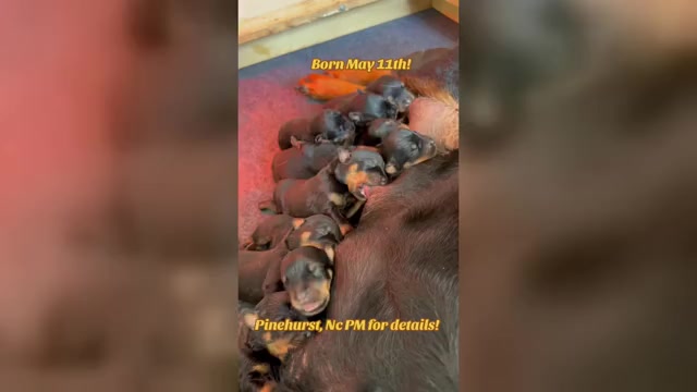 Video preview image #1 Rottweiler Puppy For Sale in PINEHURST, NC, USA