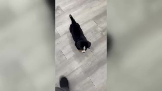 Video preview image #1 Bernese Mountain Dog Puppy For Sale in DUNDEE, OH, USA