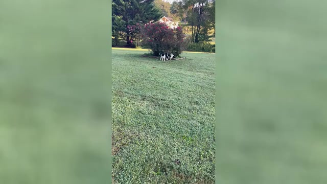 Video preview image #1 Border Collie-Papillon Mix Puppy For Sale in CULPEPER, VA, USA