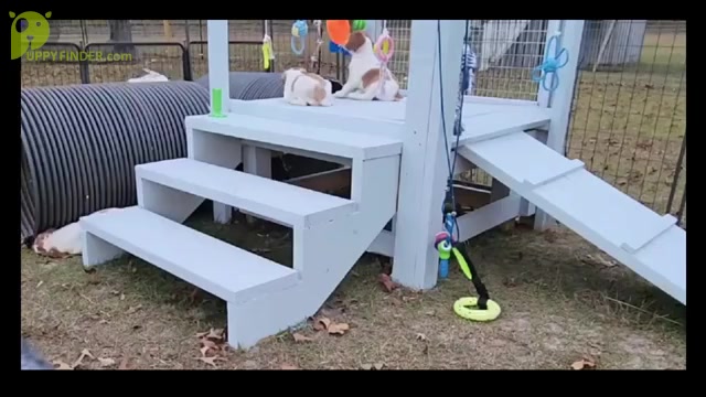 Video preview image #7  Breeder Profile in HORTENSE, GA, USA