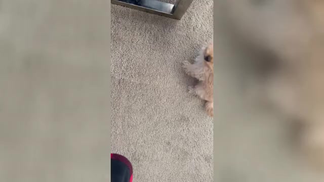 Video preview image #1  Breeder Profile in VICTORVILLE, CA, USA