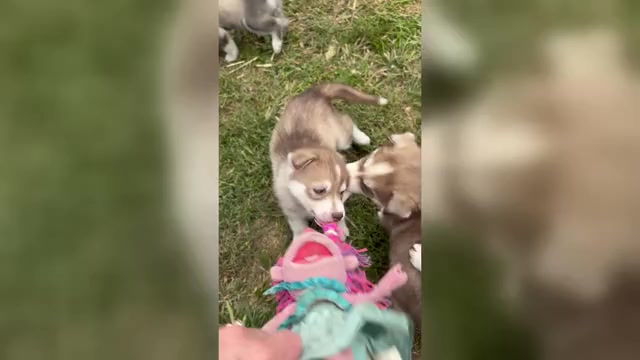 Video preview image #3  Breeder Profile in WORTHINGTON, KY, USA