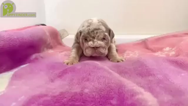 Video preview image #1 English Bulldog Puppy For Sale in SEATTLE, WA, USA