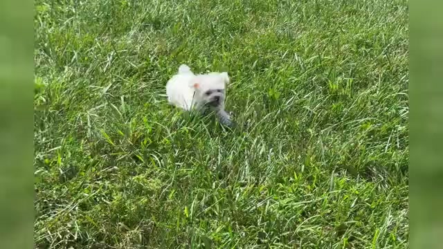 Video preview image #1 Maltese Puppy For Sale in WARSAW, IN, USA