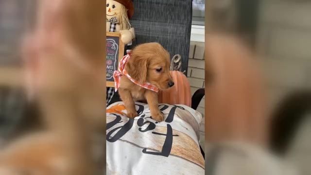 Video preview image #1 Golden Retriever Puppy For Sale in CENTRAL CITY, KY, USA