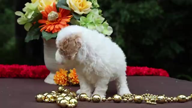 Video preview image #1 Cavapoo Puppy For Sale in JONES, MI, USA