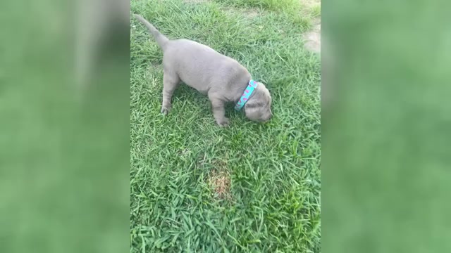 Video preview image #1 Labrador Retriever Puppy For Sale in GEORGETOWN, SC, USA
