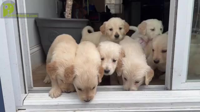 Video preview image #1 Golden Retriever Puppy For Sale in WATERBURY, CT, USA
