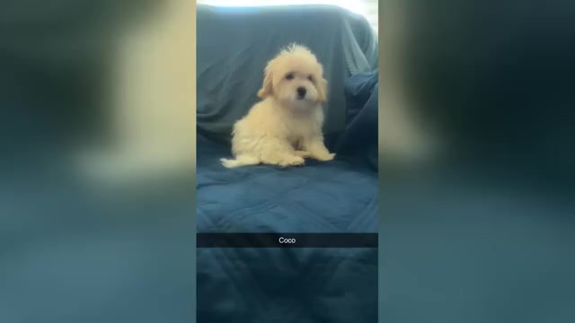 Video preview image #6 Maltipoo (Miniature) Puppy For Sale in HIGH POINT, NC, USA