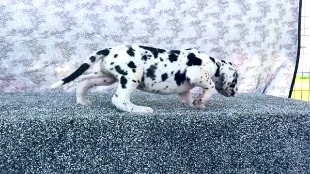 Video preview image #2 Great Dane Puppy For Sale in WAKARUSA, IN, USA