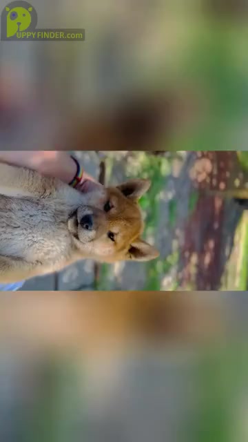 Video preview image #3 Shiba Inu Puppy For Sale in FREMONT, CA, USA