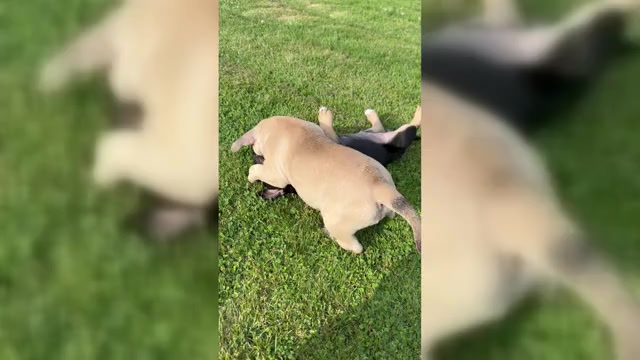 Video preview image #2 American Bully Puppy For Sale in PLAINFIELD, CT, USA